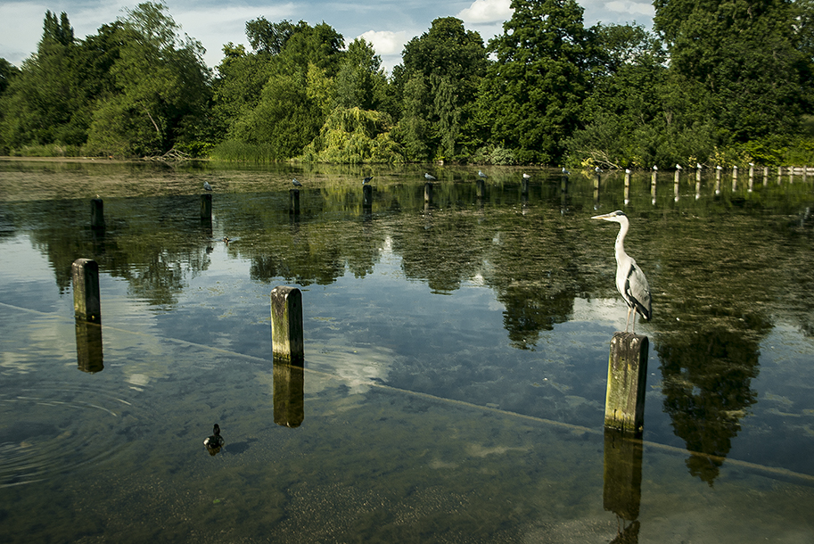 London Hyde Park